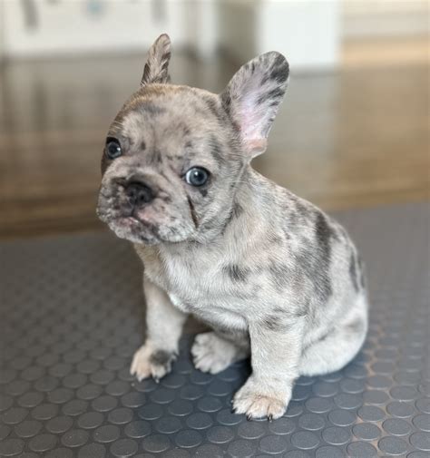 Blue Merle French Bulldog